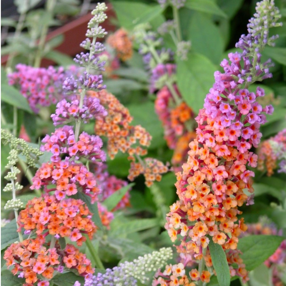 2-Piece Bicolor Butterfly Bush - 4 in. Pot